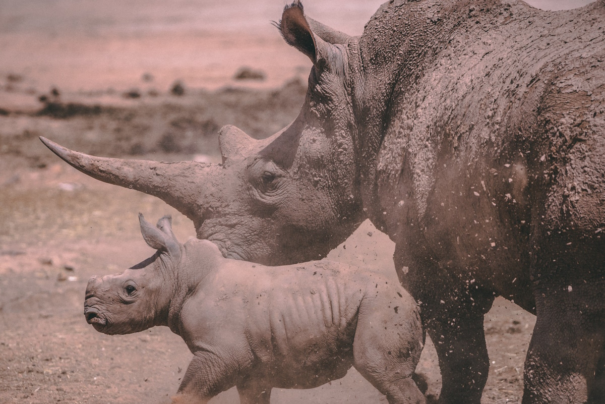 rinoceronte bianco gravidanza fecondazione assistita