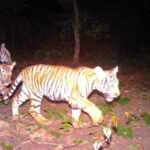 tigri Thailandia