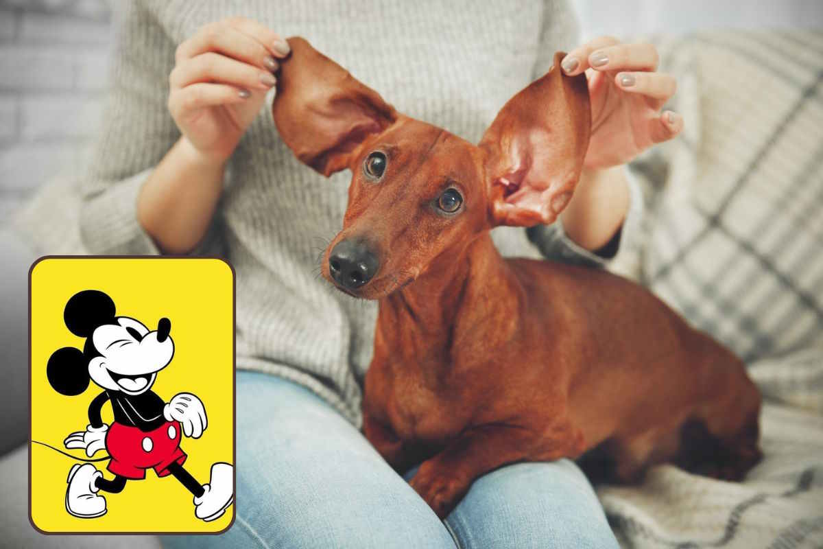 Cani e gatti operati per avere orecchie alla Mickey Mouse: la terribile  tendenza che spopola in Cina - greenMe