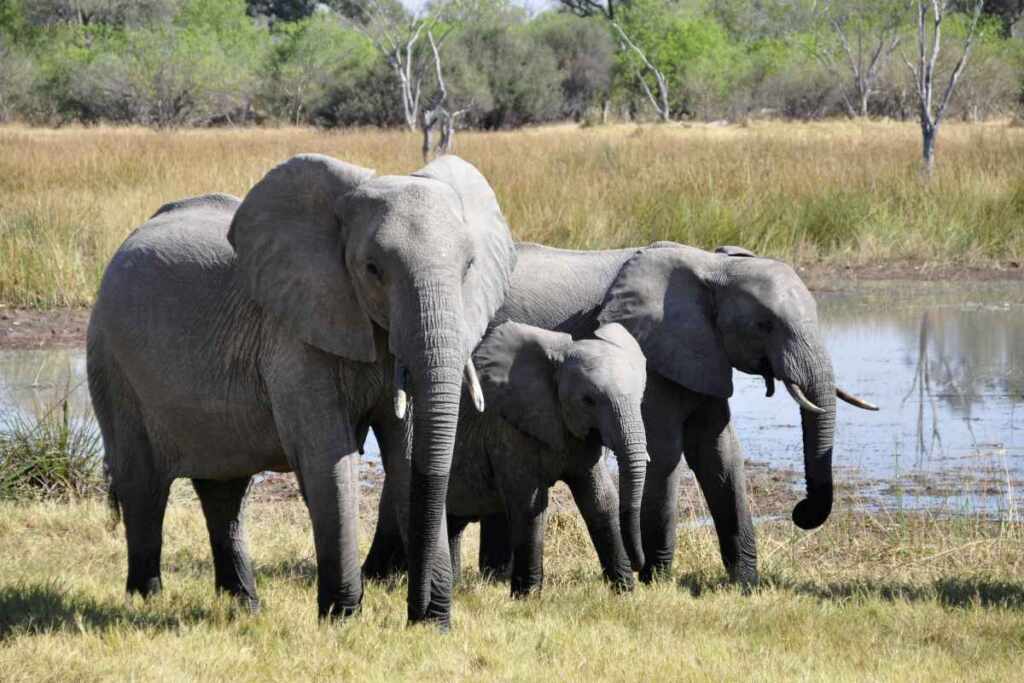 Adozione elefanti