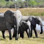 Adozione elefanti
