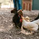 Apprendimento automatico galline
