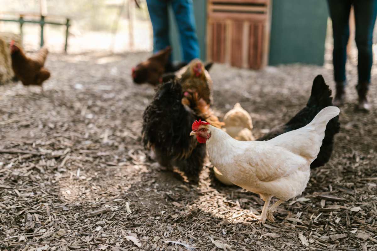 Apprendimento automatico galline