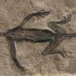 Fossile Tridentinosaurus