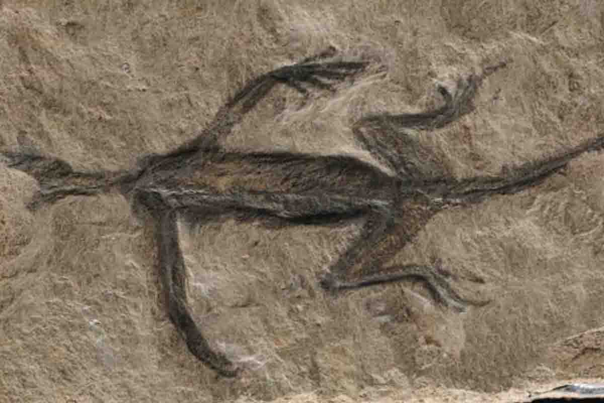 Fossile Tridentinosaurus