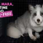 MaxMara-campagna-contro-pellicce