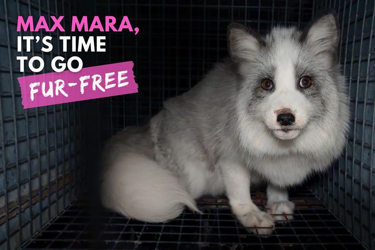 MaxMara-campagna-contro-pellicce