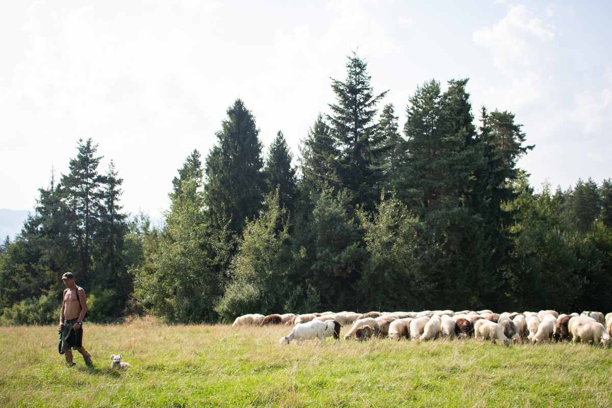 Pastori pecore