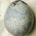 Uovo di 1700 anni