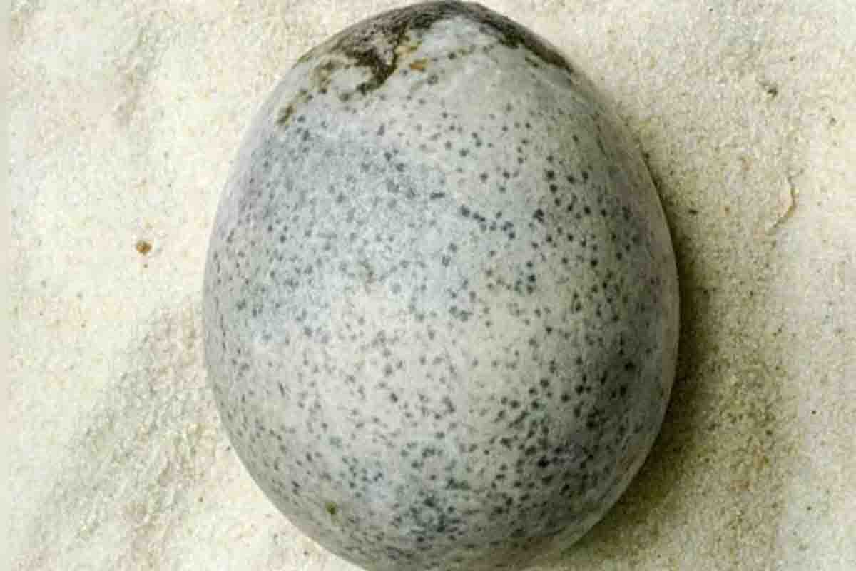 Uovo di 1700 anni