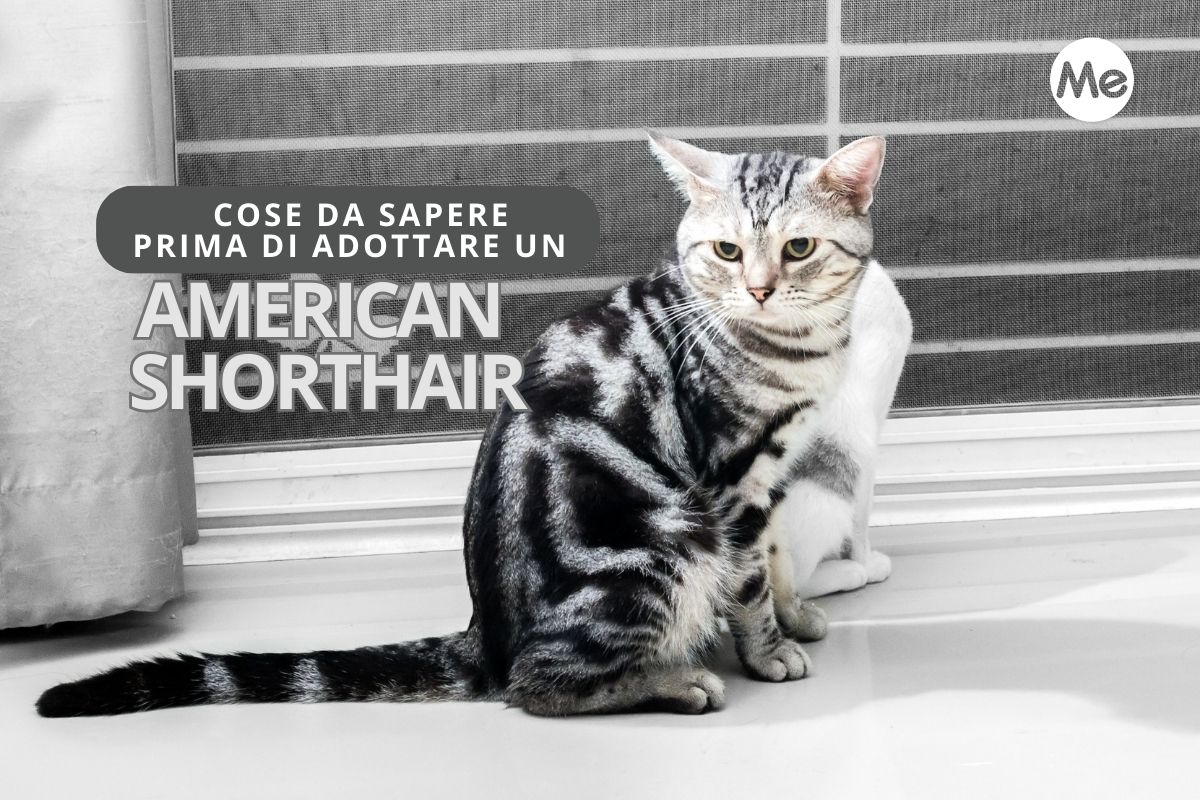 gatto american shorthair