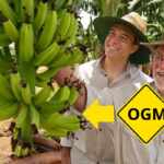 banana OGM australia