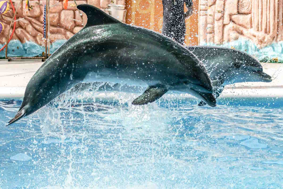 México tiene el mayor número de delfines y animales marinos en cautiverio, y es hora de vaciar los tanques (petición)