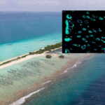coralli maldive