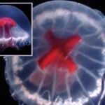 medusa croce