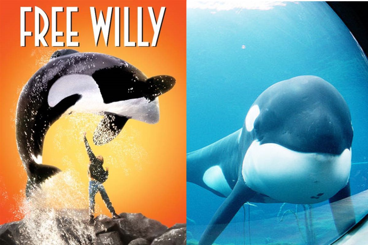orche free willy