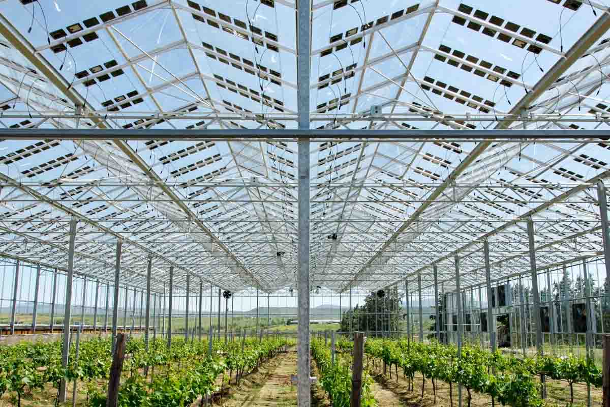pannelli solari agrivoltaici bifacciali