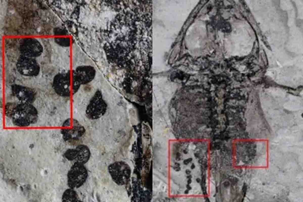 rana fossile con le uova Cretaceo