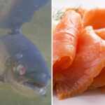salmone scozzese biologico