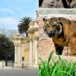 tigre sumatra roma