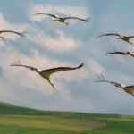 uccelli migratori