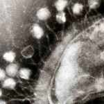 virus batteriofagi su un batterio