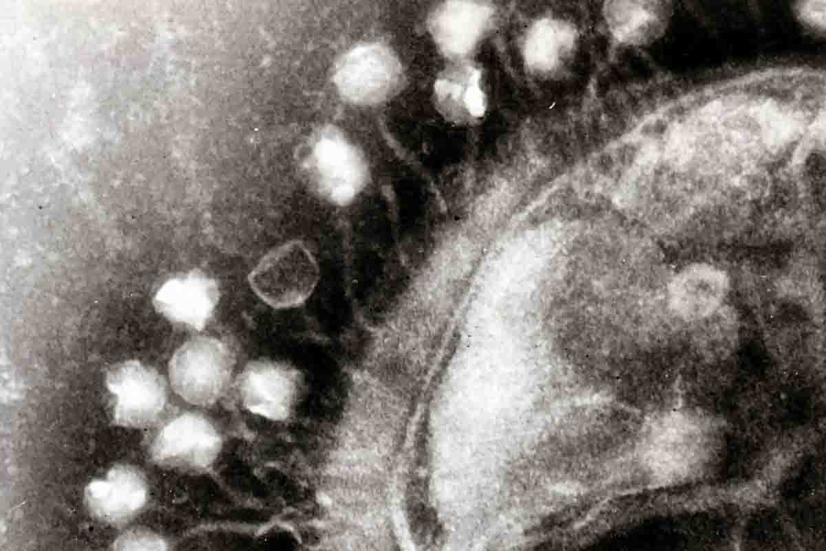 virus batteriofagi su un batterio