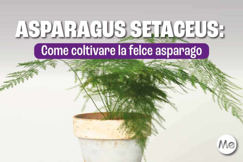 Asparagus setaceus