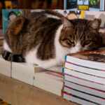 Foto gatti biblioteche