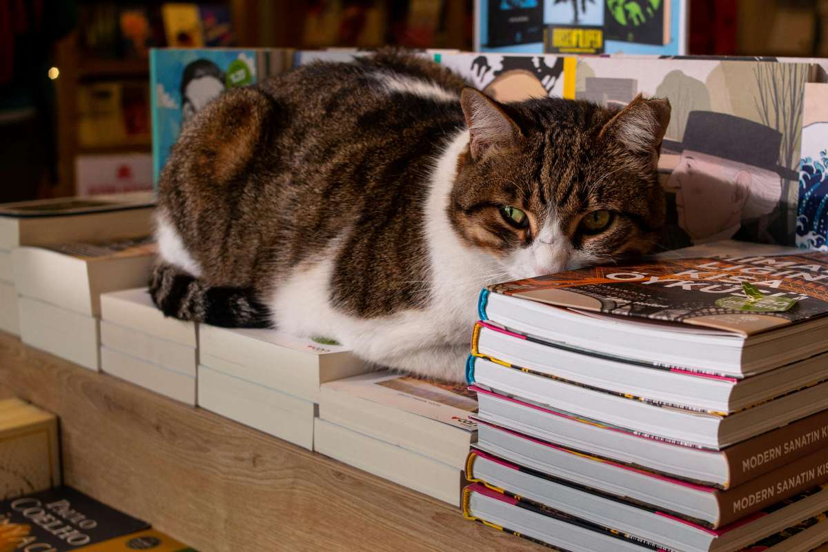 Foto gatti biblioteche
