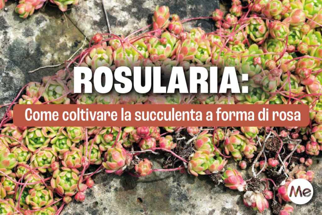 Rosularia