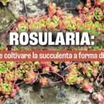 Rosularia