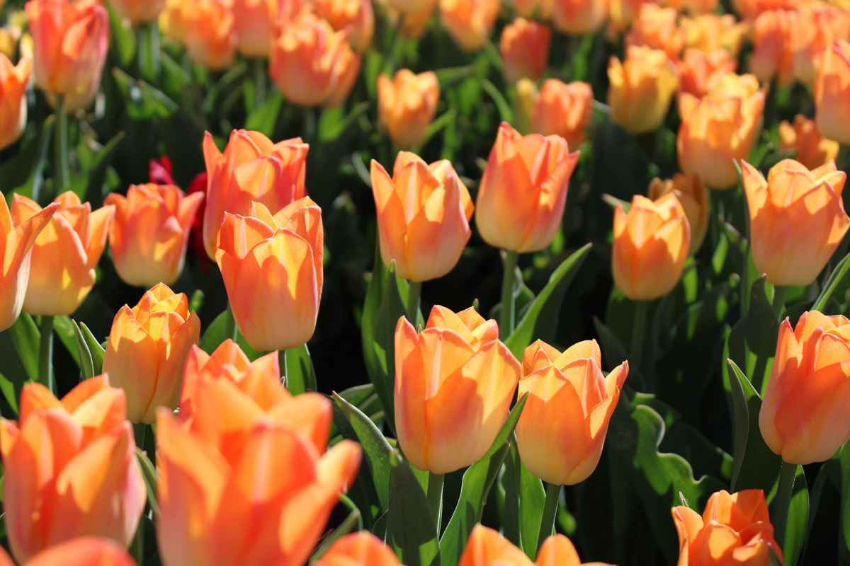 Tulipani arancioni