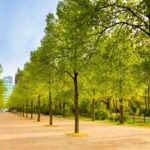 alberi Berlino Tiergarten