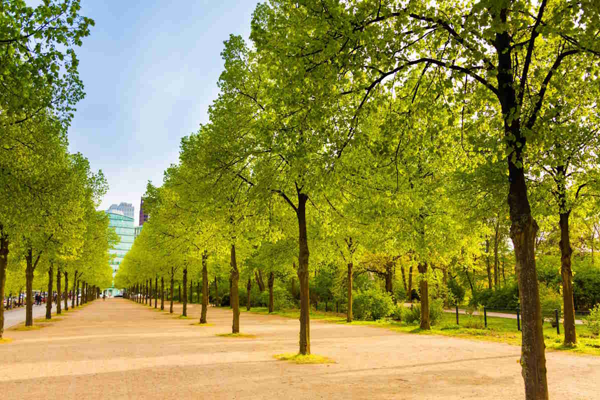 alberi Berlino Tiergarten