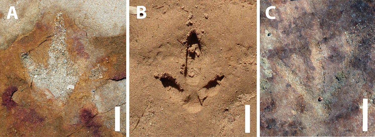 arte rupestre tra impronte di dinosauro