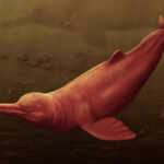 delfino antico rio delle amazzoni