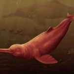 fossile delfino gigante