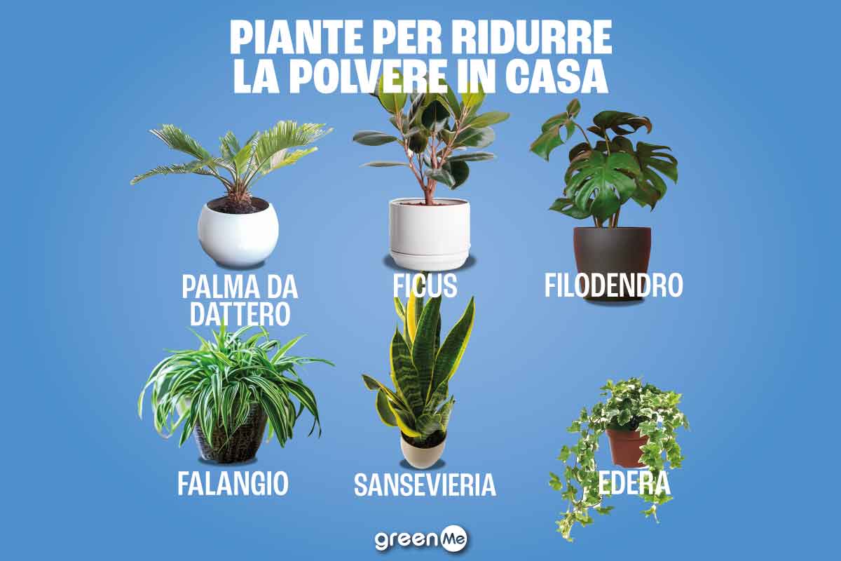 piante mangia polvere