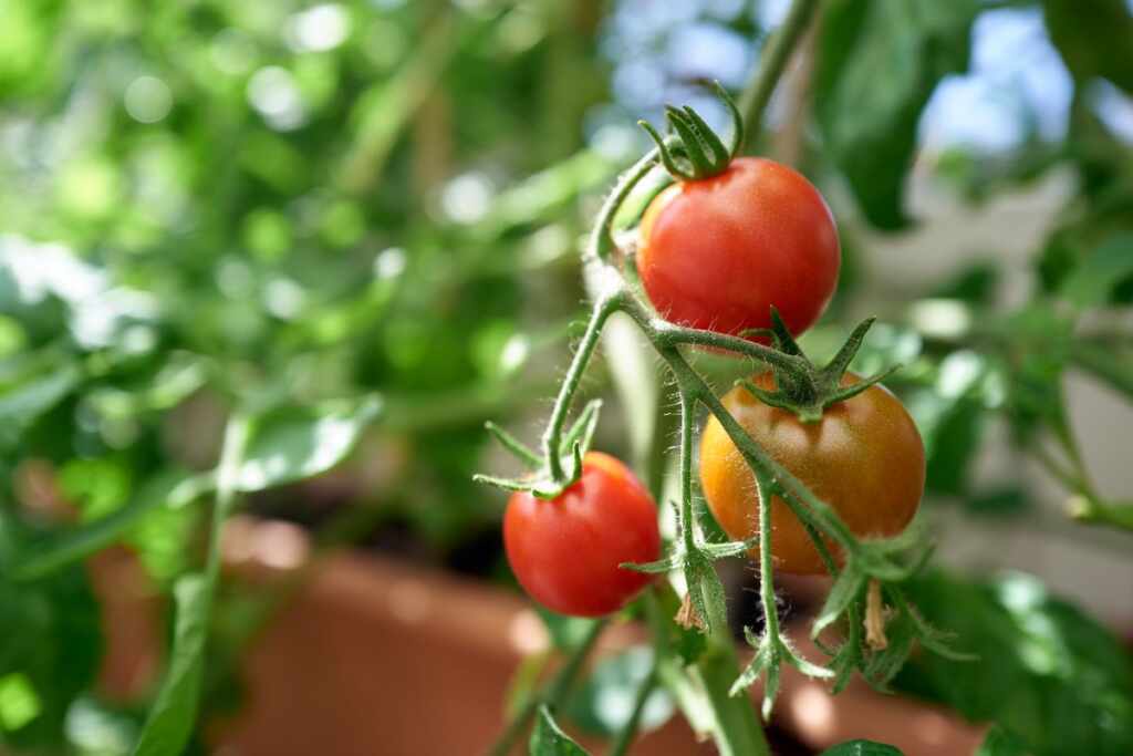 coltivare pomodori senza acqua