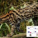nuova specie gatto tigre