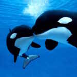orche rischio estinzione