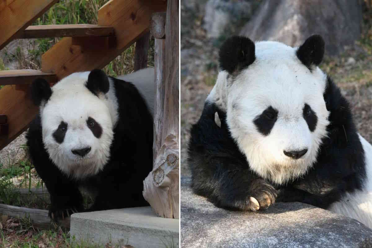 panda Tan Tan