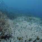 sbiancamento grande barriera corallina