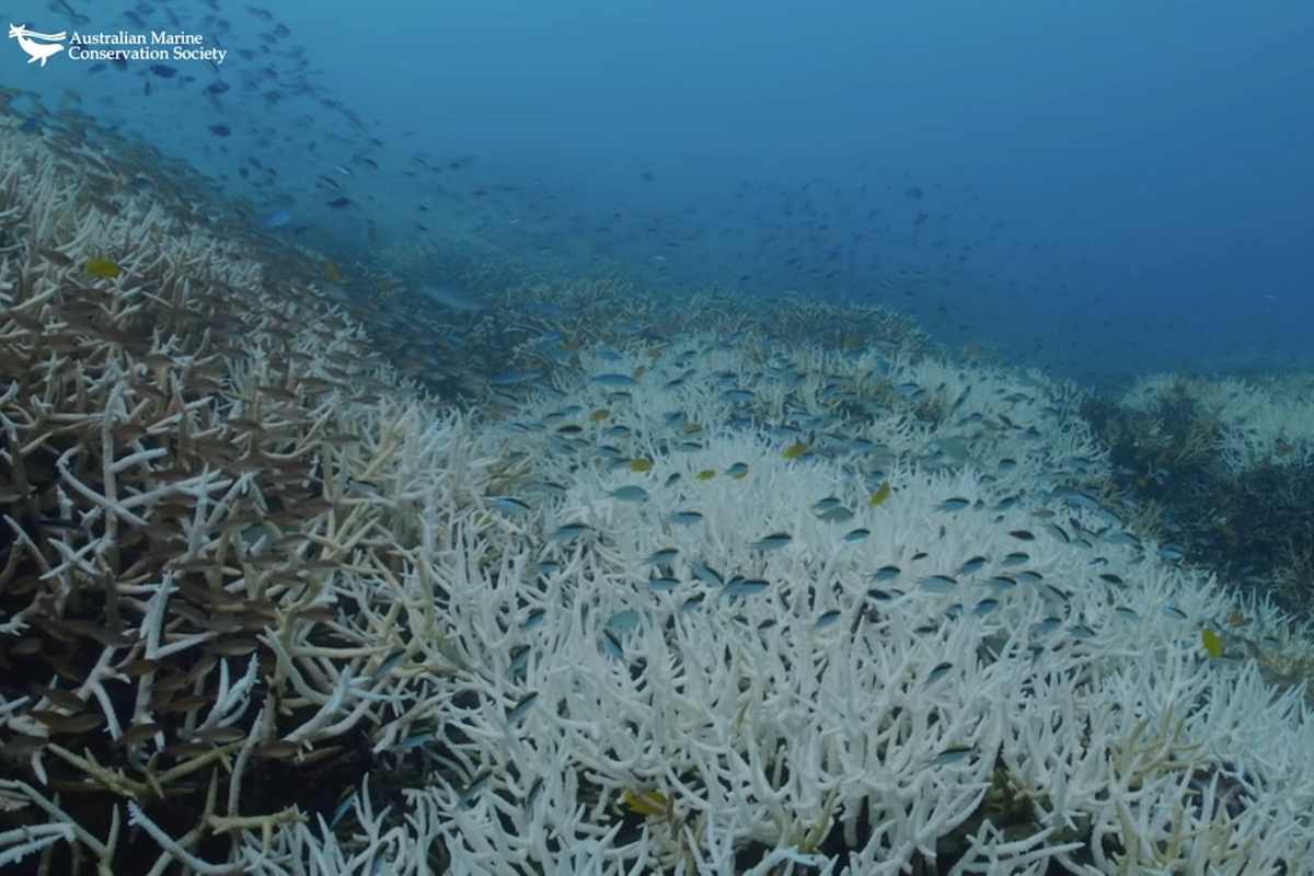 sbiancamento grande barriera corallina