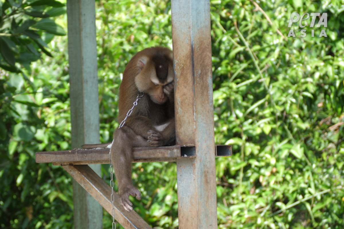 scimmie thailandia