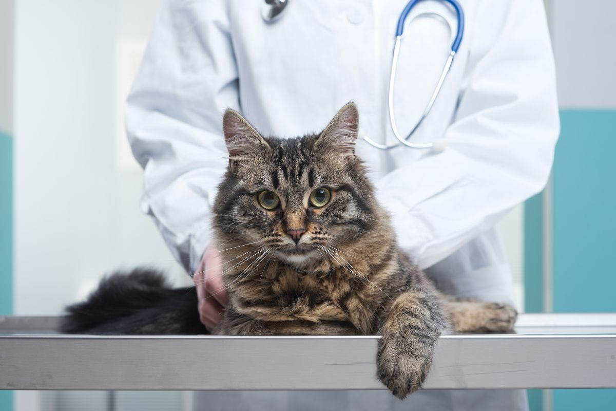 gatto veterinario