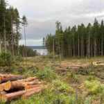 Imballaggi foreste svedesi