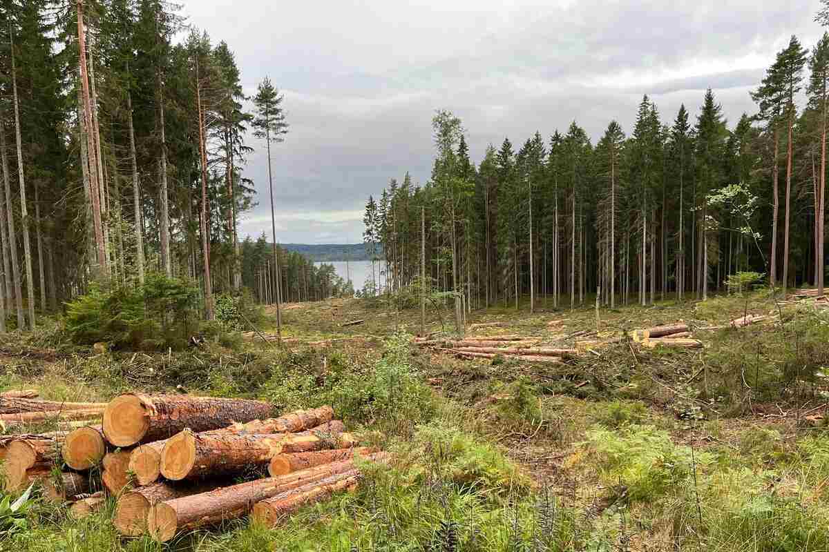 Imballaggi foreste svedesi