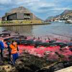Isole Faroe cetacei
